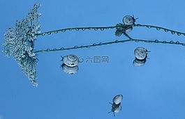 蝸牛,殼,反射
