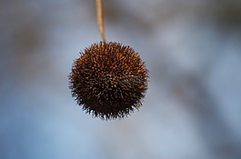 板栗,秋,球