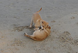 小狗,海灘,沙