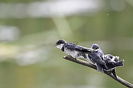 鳥,自然,野生動物
