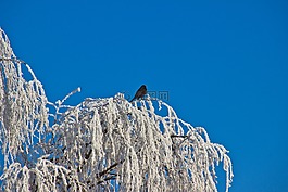 冬天,霜,鳥