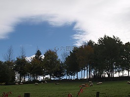 樹,景觀,天空