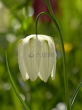 花,起伏跌宕,貝母 meleagris