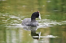 鳥,水,反思
