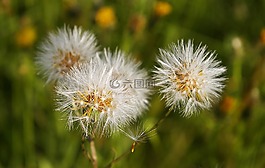 蒲公英,性質(zhì),植物區(qū)系