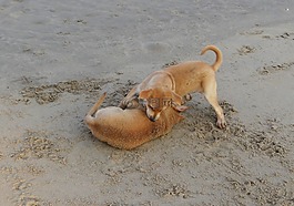 小狗,海灘,沙