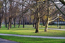 公園,秋,樹