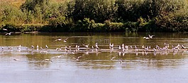 鳥,湖,飛行