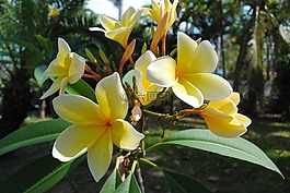 素馨花,姜黄色百合花,黄色
