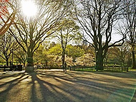 中央公園,紐約,曼哈頓