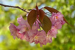 樹,開花,日本櫻花