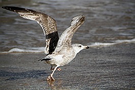 海鷗,海灘鳥,鷙鳥