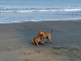 小狗,海灘,沙