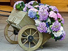 鮮花,購物車,花