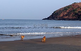 小狗,海灘,沙
