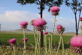 紫丁香,花卉,綠色