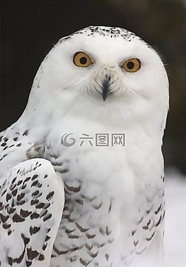 雪鸮,貓頭鷹,動物園