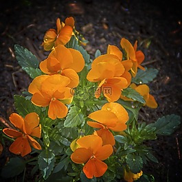 潘茜,花,鮮花