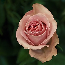 玫瑰,花卉,鮮花