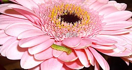 毛蟲,花,粉紅色