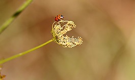 巴哈,红,工厂