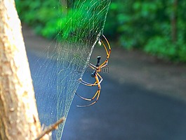 蜘蛛,web,路