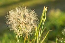 花,蒲公英,性質(zhì)