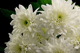 花,性質(zhì),花卉