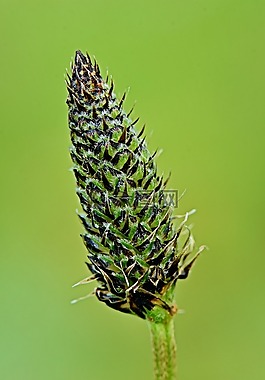 性質(zhì),干,植物