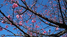 櫻桃,花卉,按鈕