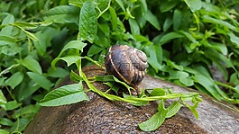 蝸牛,雨,大自然