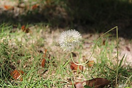 常见的,蒲公英,开花
