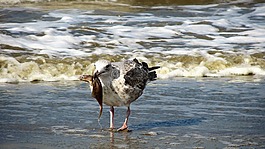 海鷗,海灘,魚(yú)