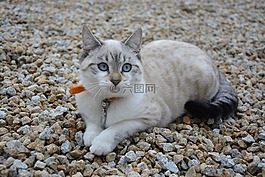 貓,小貓,藍(lán)色的眼睛