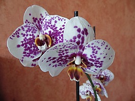 蘭花,鮮花,自然