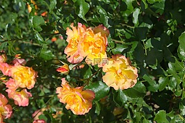 玫瑰,黃橙,鮮花