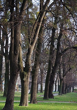 秋,公園,樹