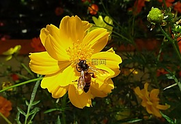 花,宇宙,黃色