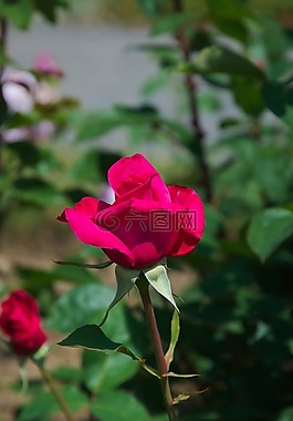 玫瑰,紅色,開花