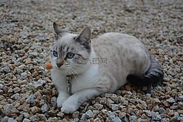 小貓,貓,女性