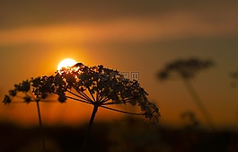 自然,植物,開花