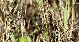 蜥蜴,爬行動(dòng)物,偽裝