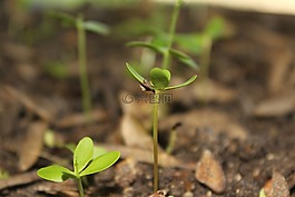 植物,首页,自然