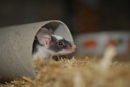 鼠標(biāo),nager,年輕的動物