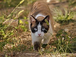 貓咪,動物,國內(nèi)的貓