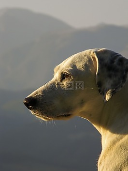 狗,動物,寵物