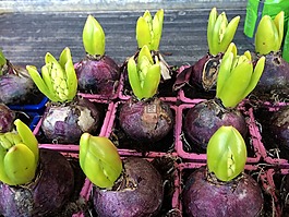 風(fēng)信子,花燈泡,春天
