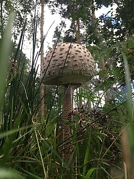 菌類,真菌,蘑菇