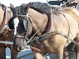 馬,搭便車,馬車