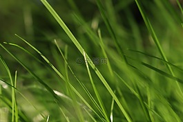 草,綠色,草地